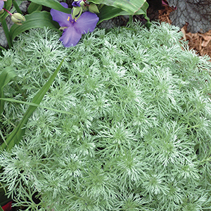 Artemesia