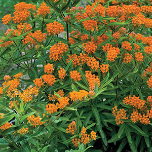 Asclepias