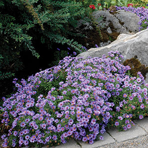 Aster