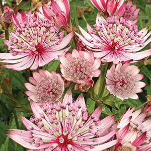 Astrantia