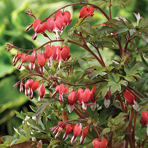 Bleeding Heart