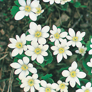 Bloodroot