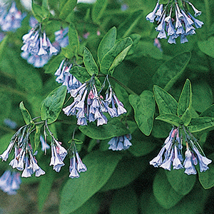 Bluebells, Virginia