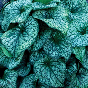 Brunnera