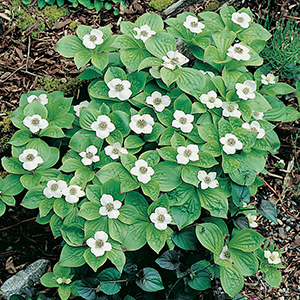 Bunchberry