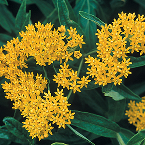 Butterfly Plant