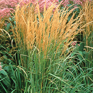 Calamagrostis
