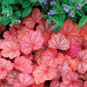 Coral Bells