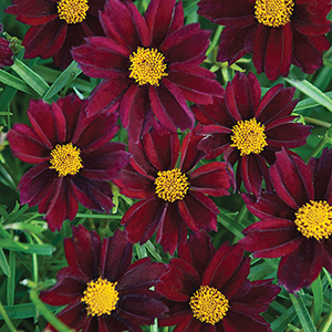 Coreopsis