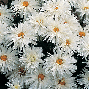 Daisy, Shasta