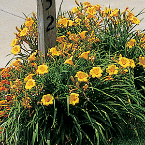 Daylily