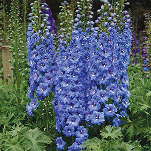 Delphinium