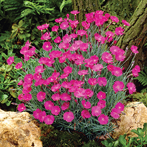 Dianthus