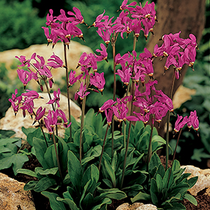 Dodecatheon