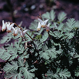 Dutchman's Breeches