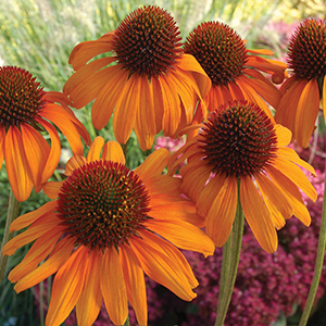 Echinacea