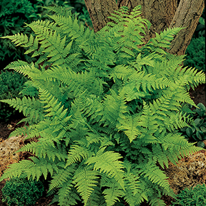Fern