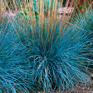 Festuca