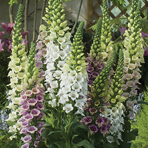 Foxglove