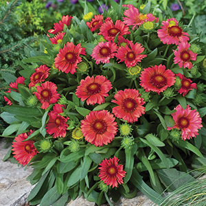 Gaillardia
