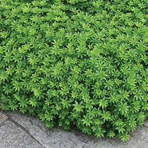 Galium