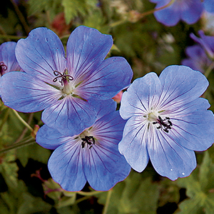 Geranium
