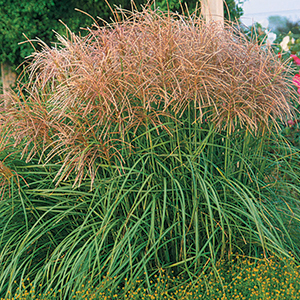 Grass