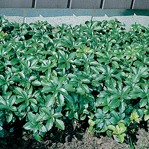 Ground Cover