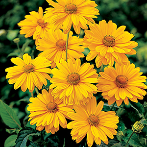 Heliopsis