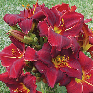 Hemerocallis