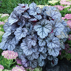 Heuchera