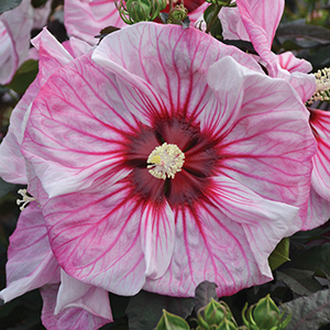Hibiscus