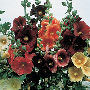 Hollyhock