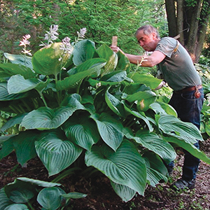 Hosta