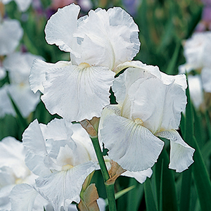 Iris