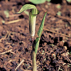 Jack-In-The-Pulpit