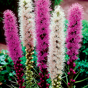 Liatris