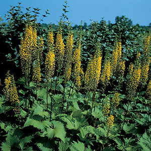 Ligularia