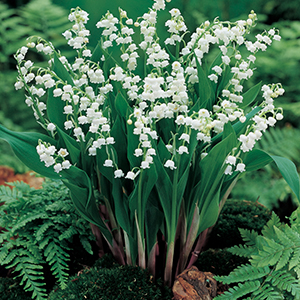Lily Of The Valley