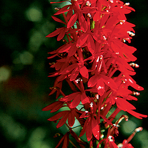Lobelia