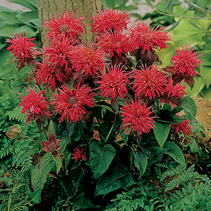 Monarda
