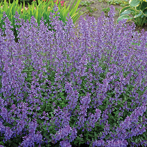 Nepeta