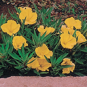 Oenothera