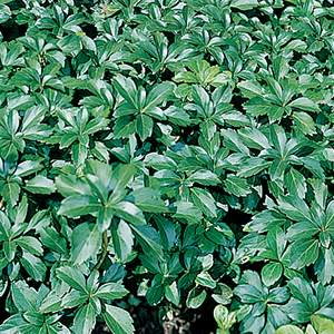 Pachysandra