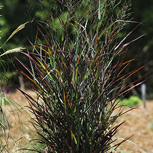 Panicum