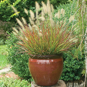 Pennisetum