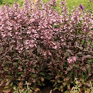Penstemon