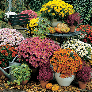 Perennial Plant Collection