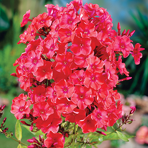Phlox