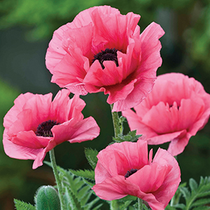 Poppy